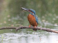 Alcedo atthis 63, IJsvogel, Saxifraga-Mark Zekhuis