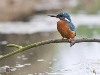 Alcedo atthis 64, IJsvogel, Saxifraga-Mark Zekhuis