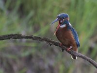 Alcedo atthis 65, IJsvogel, Saxifraga-Mark Zekhuis