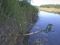 Alcedo atthis 67, IJsvogel, Saxifraga-Mark Zekhuis