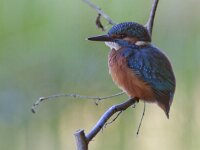 Alcedo atthis 68, IJsvogel, juvenile, Saxifraga-Mark Zekhuis