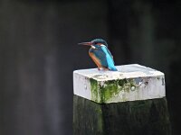 Alcedo atthis 72, IJsvogel, Saxifraga-Hans Dekker
