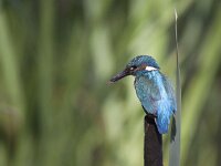 Alcedo atthis 78, IJsvogel, Saxifraga-Mark Zekhuis
