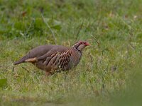 Alectoris rufa, Redlegged Partridge