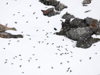 Alle alle 10, Kleine alk, Saxifraga-Bart Vastenhouw