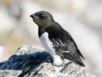 Alle alle 11, Kleine alk, Saxifraga-Bart Vastenhouw