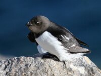 Alle alle 19, Kleine alk, Saxifraga-Bart Vastenhouw