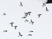 Alle alle 27, Kleine alk, Saxifraga-Bart Vastenhouw