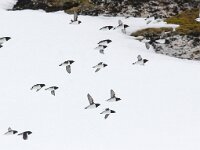 Alle alle 28, Kleine alk, Saxifraga-Bart Vastenhouw