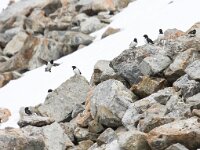 Alle alle 30, Kleine alk, Saxifraga-Bart Vastenhouw