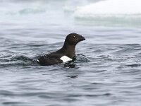 Alle alle 31, Kleine alk, Saxifraga-Bart Vastenhouw