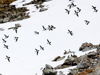 Alle alle 37, Kleine alk, Saxifraga-Bart Vastenhouw