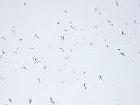 Alle alle 39, Kleine alk, Saxifraga-Bart Vastenhouw