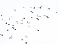 Alle alle 42, Kleine alk, Saxifraga-Bart Vastenhouw