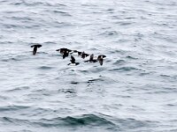 Alle alle 45, Kleine alk, Saxifraga-Bart Vastenhouw