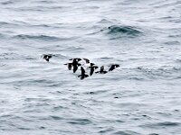 Alle alle 46, Kleine alk, Saxifraga-Bart Vastenhouw