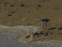Anarhynchus alexandrinus 10, Strandplevier, Saxifraga-Jan van der Straaten