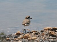Anarhynchus alexandrinus 17, Strandplevier, Saxifraga-Dirk Hilbers