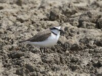 Anarhynchus alexandrinus 23, Strandplevier, Saxifraga-Henk Baptist