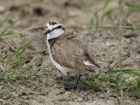 Anarhynchus alexandrinus 27, Strandplevier, Saxifraga-Henk Baptist