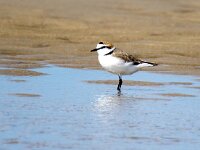 Anarhynchus alexandrinus 30, Strandplevier, Saxifraga-Bart Vastenhouw