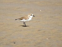 Anarhynchus alexandrinus 31, Strandplevier, Saxifraga-Bart Vastenhouw