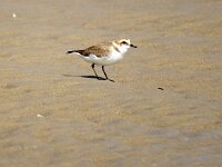Anarhynchus alexandrinus 32, Strandplevier, Saxifraga-Bart Vastenhouw