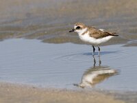 Anarhynchus alexandrinus 5, Strandplevier, Saxifraga-Mark Zekhuis
