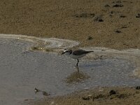 Anarhynchus alexandrinus 9, Strandplevier, Saxifraga-Jan van der Straaten