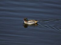 Anas crecca 21, Wintertaling, Saxifraga-Peter Meininger