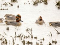 Anas crecca 58, Wintertaling, Saxifraga-Bart Vastenhouw