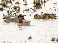 Anas crecca 59, Wintertaling, Saxifraga-Bart Vastenhouw