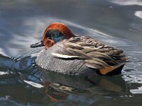 Anas crecca 60, Wintertaling, Saxifraga-Bart Vastenhouw