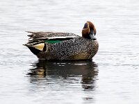 Anas crecca 63, Wintertaling, Saxifraga-Bart Vastenhouw