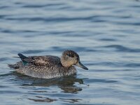 Anas crecca 71, Wintertaling, adult female, Saxifraga-Theo Verstrael