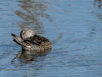 Anas crecca 73, Wintertaling, adult female, Saxifraga-Theo Verstrael