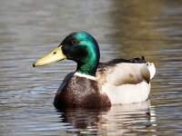 Anas platyrhynchos 102, Wilde eend, Saxifraga-Bart Vastenhouw
