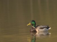 Anas platyrhynchos 106, Wilde eend, adult male, Saxifraga-Theo Verstrael