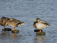 Anas platyrhynchos 108, Wilde eend, adult male and female, eclipse plumage, Saxifraga-Theo Verstrael