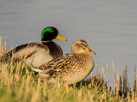 Anas platyrhynchos 110, Wilde eend, adult pair, Saxifraga-Theo Verstrael