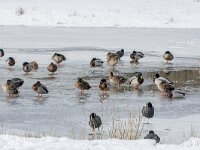 Anas platyrhynchos 111, Wilde eend, adult pair, Saxifraga-Theo Verstrael