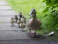Anas platyrhynchos 113, Wilde eend, Saxifraga-Luc Hoogenstein : wilde eend