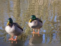 Anas platyrhynchos 121, Wilde eend, Saxifraga-Jan Nijendijk