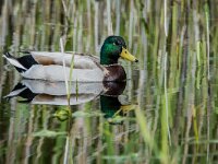 Anas platyrhynchos 122, Wilde eend, male, Saxifraga-Theo Verstrael