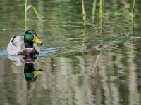 Anas platyrhynchos 126, Wilde eend, male, Saxifraga-Theo Verstrael