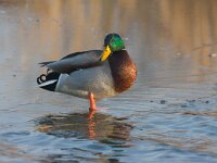 Wilde eend  Wilde eend op ijs bij wak : Anas platyrhynchos