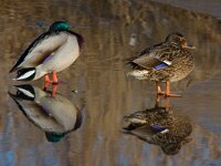 Wilde eend  Wilde eenden op ijs bij wak : Anas platyrhynchos