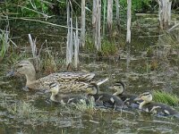 Wilde eend #16355 : Wilde eend, Anas platyrhynchos, Green-headed duck