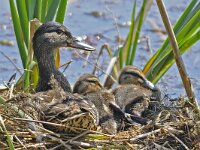 Wilde eend #47931 : Wilde eend, Anas platyrhynchos, Green-headed duck