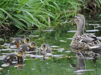 Wilde eend #47337 : Wilde eend, Anas platyrhynchos, Green-headed duck